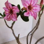 Planta Simples 3127 – 30cm – 03 anos