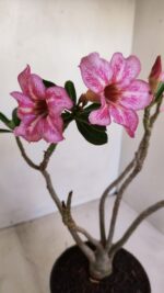 Planta Simples 3127 – 30cm – 03 anos