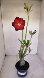 Planta Simples 3128 – 40cm – 03 anos - Imagem 2