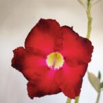 Planta Simples 3128 – 40cm – 03 anos