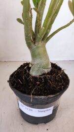 Planta Simples 3128 – 40cm – 03 anos - Imagem 7