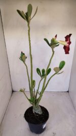 Planta Simples 3128 – 40cm – 03 anos - Imagem 6