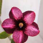 Planta Simples 3129 – 30cm – 03 anos