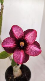 Planta Simples 3129 – 30cm – 03 anos