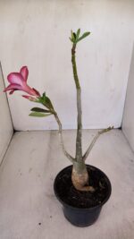 Planta Simples 3129 – 30cm – 03 anos - Imagem 6