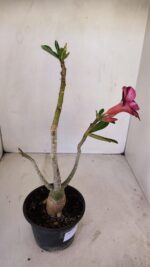 Planta Simples 3129 – 30cm – 03 anos - Imagem 5