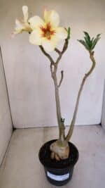 Planta Simples 3130 – 40cm – 03 anos - Imagem 2