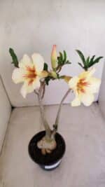 Planta Simples 3130 – 40cm – 03 anos - Imagem 4