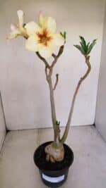 Planta Simples 3130 – 40cm – 03 anos - Imagem 7