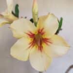 Planta Simples 3130 – 40cm – 03 anos