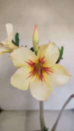 Planta Simples 3130 – 40cm – 03 anos