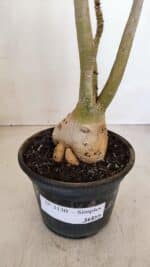 Planta Simples 3130 – 40cm – 03 anos - Imagem 5