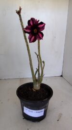 Planta Simples 3131 – 30cm – 02 anos - Imagem 2