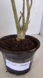 Planta Simples 3131 – 30cm – 02 anos - Imagem 6
