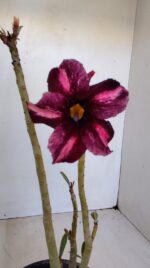 Planta Simples 3131 – 30cm – 02 anos