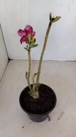 Planta Simples 3131 – 30cm – 02 anos - Imagem 5