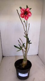 Planta Simples 3132 – 35cm – 03 anos - Imagem 2