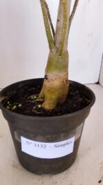 Planta Simples 3132 – 35cm – 03 anos - Imagem 7