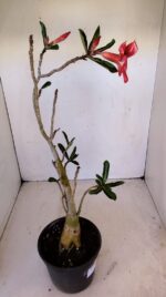 Planta Simples 3132 – 35cm – 03 anos - Imagem 6