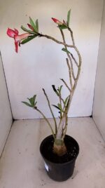 Planta Simples 3132 – 35cm – 03 anos - Imagem 5