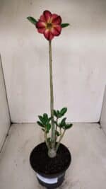 Planta Simples 3132 – 35cm – 03 anos - Imagem 2