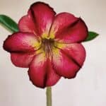 Planta Simples 3132 – 35cm – 03 anos