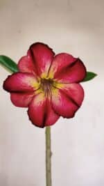 Planta Simples 3132 – 35cm – 03 anos