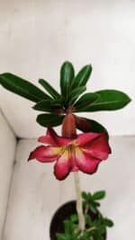 Planta Simples 3132 – 35cm – 03 anos - Imagem 4