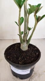 Planta Simples 3132 – 35cm – 03 anos - Imagem 7