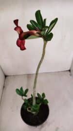 Planta Simples 3132 – 35cm – 03 anos - Imagem 6