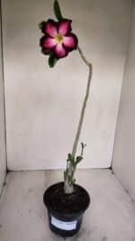 Planta Simples 3133 – 35cm – 03 anos - Imagem 2