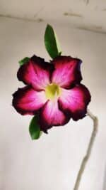 Planta Simples 3133 – 35cm – 03 anos