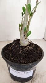 Planta Simples 3133 – 35cm – 03 anos - Imagem 7