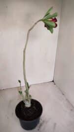 Planta Simples 3133 – 35cm – 03 anos - Imagem 6