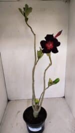 Planta Simples 3135 – 35cm – 03 anos - Imagem 2