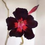 Planta Simples 3135 – 35cm – 03 anos