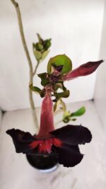 Planta Simples 3135 – 35cm – 03 anos - Imagem 4