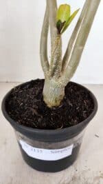 Planta Simples 3135 – 35cm – 03 anos - Imagem 7