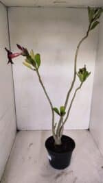 Planta Simples 3135 – 35cm – 03 anos - Imagem 5