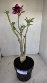 Planta Simples 3136 – 35cm – 03 anos - Imagem 2