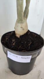 Planta Simples 3136 – 35cm – 03 anos - Imagem 7