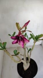 Planta Simples 3136 – 35cm – 03 anos - Imagem 4