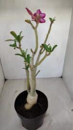 Planta Simples 3136 – 35cm – 03 anos - Imagem 5