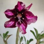 Planta Simples 3136 – 35cm – 03 anos