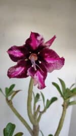 Planta Simples 3136 – 35cm – 03 anos