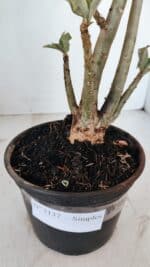 Planta Simples 3137 – 35cm – 03 anos - Imagem 7