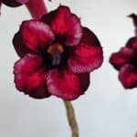 Planta Simples 3137 – 35cm – 03 anos