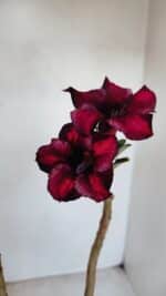 Planta Simples 3137 – 35cm – 03 anos - Imagem 4