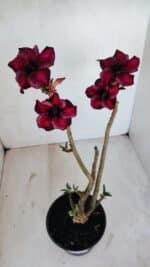 Planta Simples 3137 – 35cm – 03 anos - Imagem 2