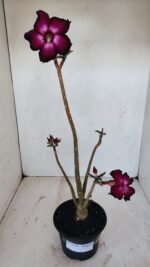 Planta Simples 3138 – 35cm – 03 anos - Imagem 2